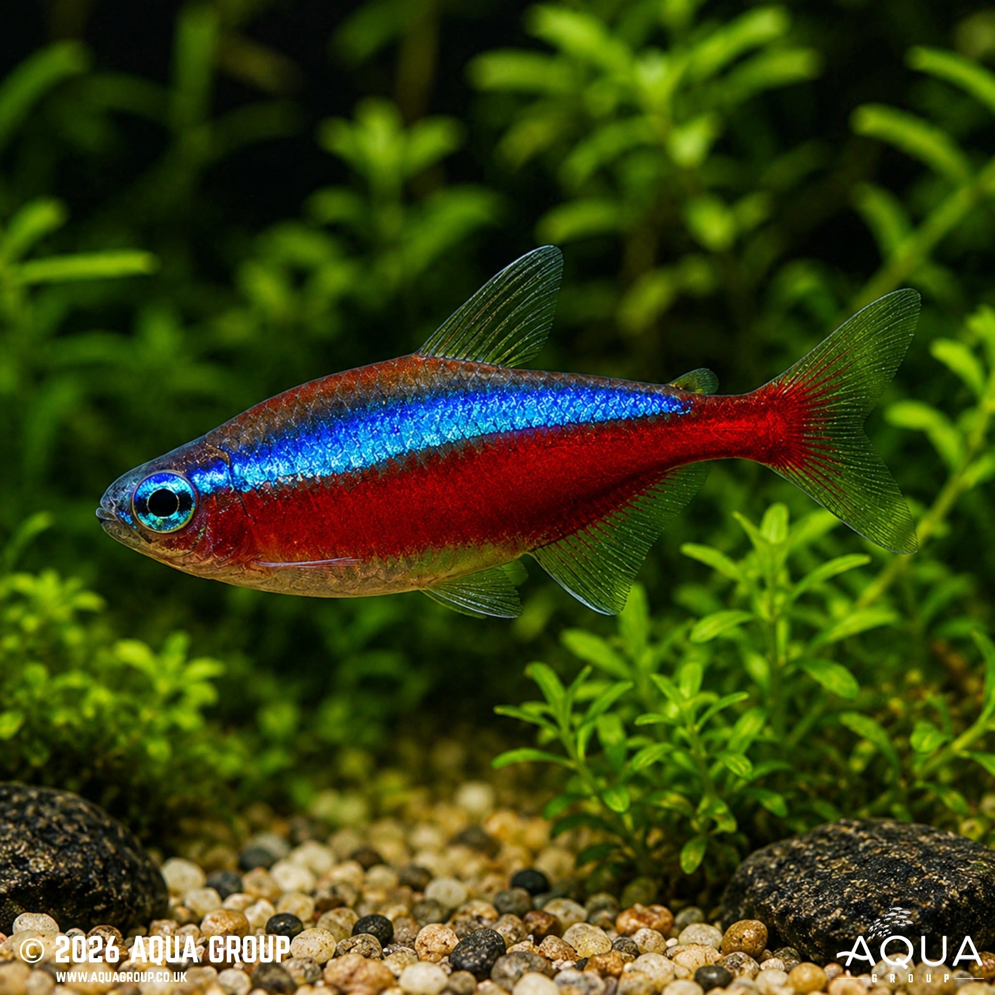 Cardinal Tetra (Paracheirodon axelrodi)