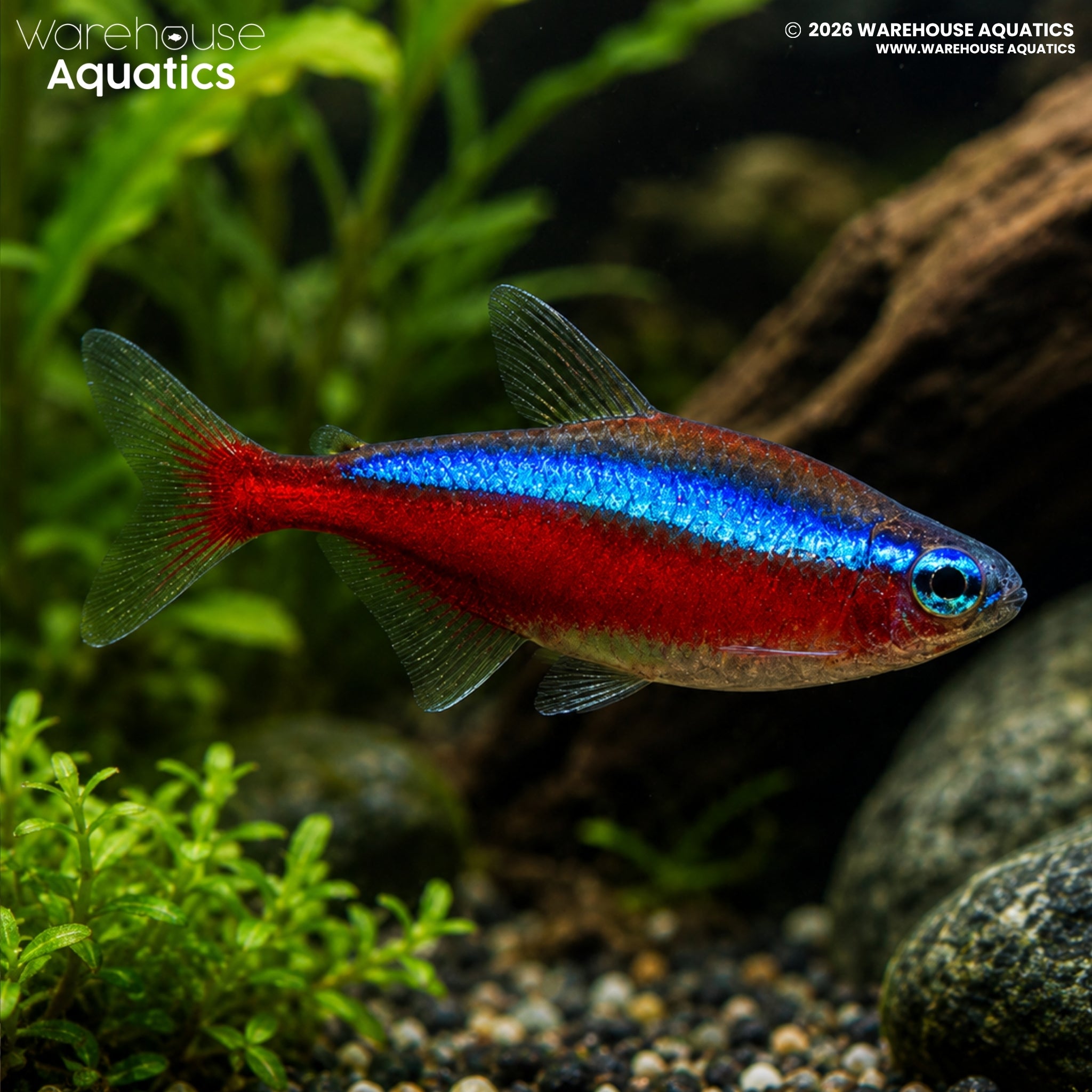 Cardinal Tetra (Paracheirodon axelrodi)