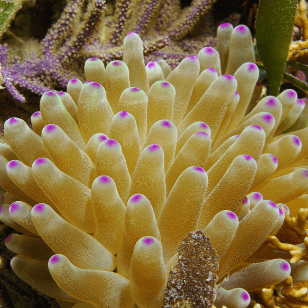 Caribbean Anemone Condylactis Sp