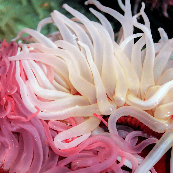 Caribbean Anemone Condylactis Sp