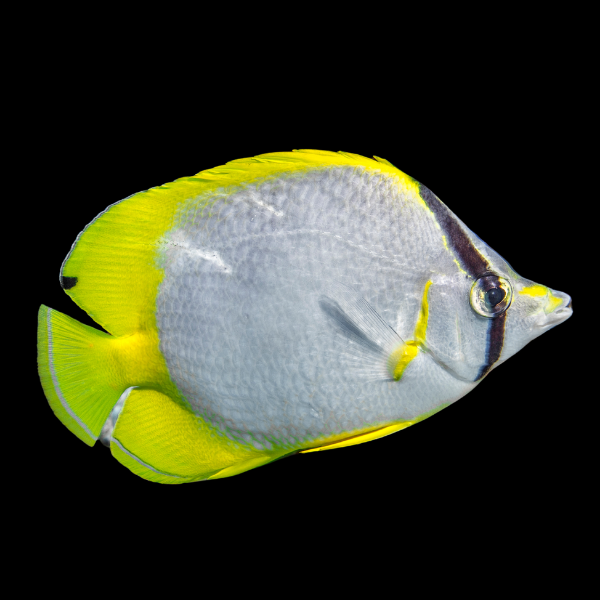 Caribbean Reef Butterfly Fish Chaetodon Ocellatus - Real Aquatics
