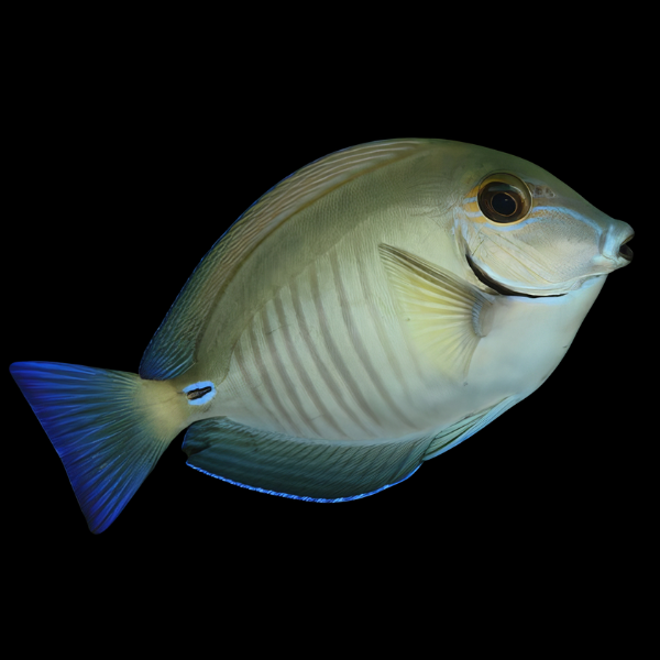 Caribbean Reef Tang Acanthurus Chirurgus - Real Aquatics