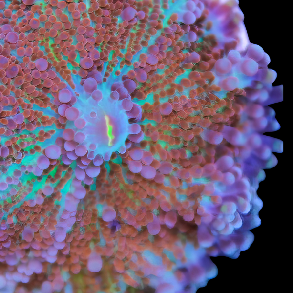 Caribbean Ricordea Coloured Mushroom Fungiidae Coral Ricordea Yuma - Real Aquatics
