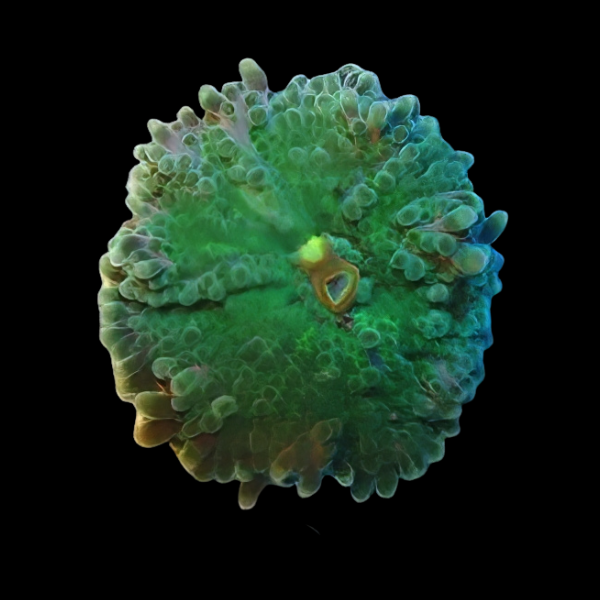 Caribbean Ricordea Green Mushroom Fungiidae Coral Ricordea Yuma - Real Aquatics