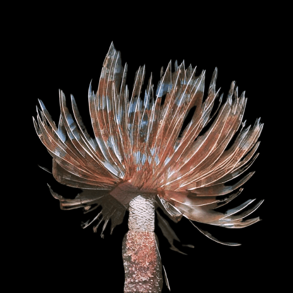 Carribean Feather Duster Fan Worm Sabellastarte Magnifica - Real Aquatics