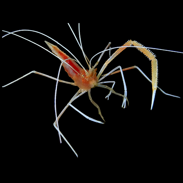 Cave Shrimp Stenopus Pyrsonotus - Real Aquatics