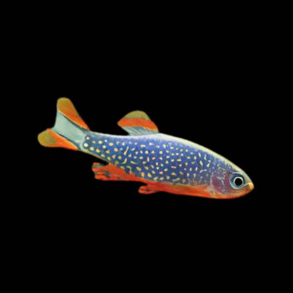 Celestial Pearl Danio Danio Margaritatus 2cm - Real Aquatics