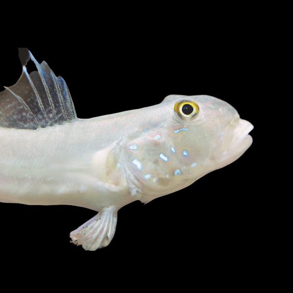 Chalk Goby Valenciennea Sexguttata - Real Aquatics