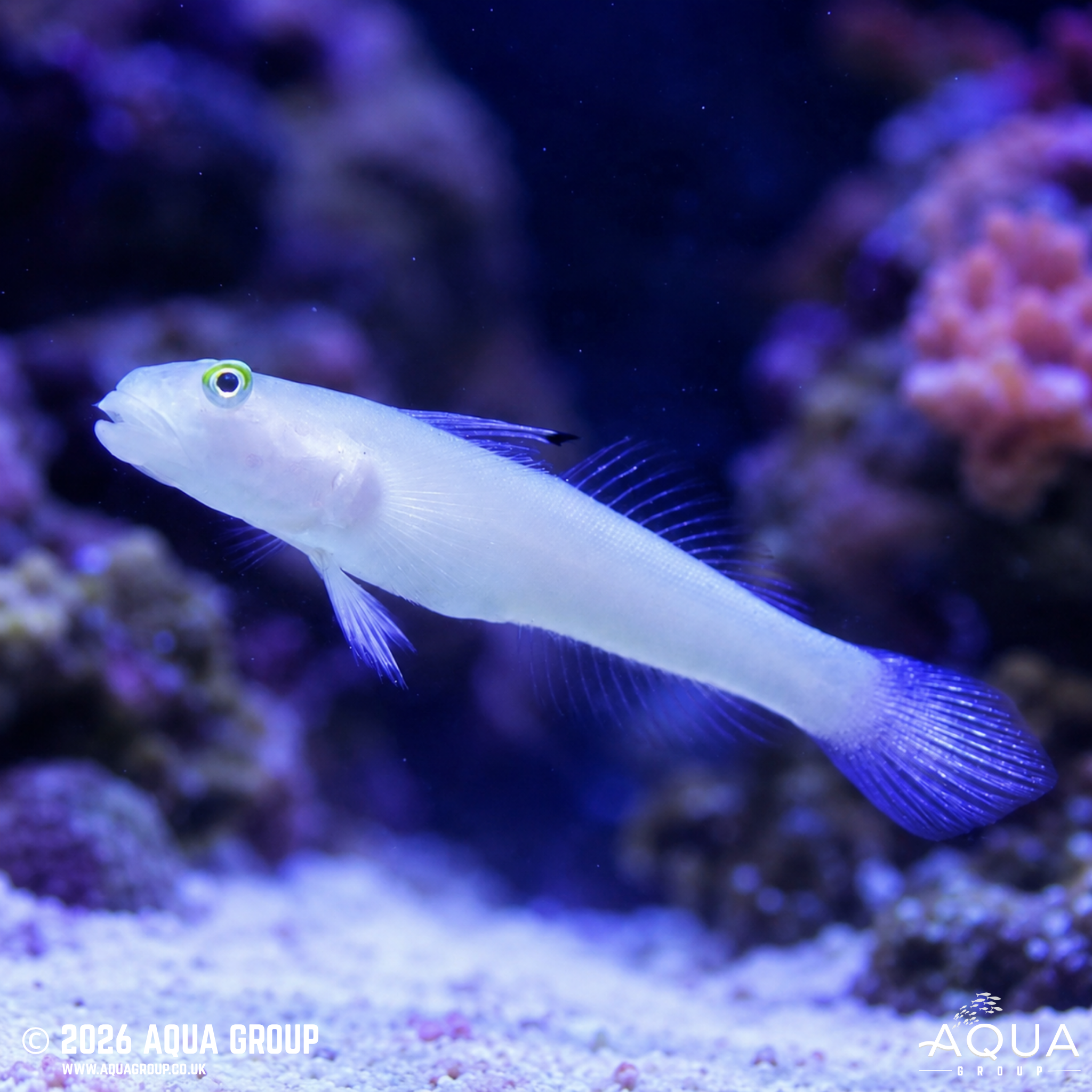 Chalk Goby (Valenciennea sexguttata)