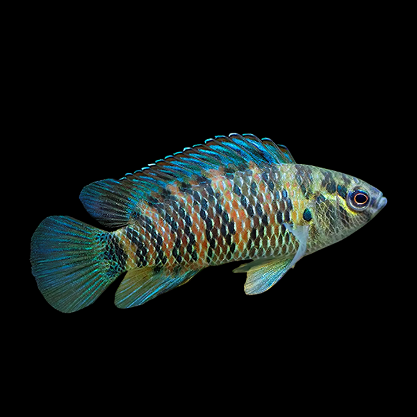 Chameleon Fish Badis Badis 3cm - Real Aquatics