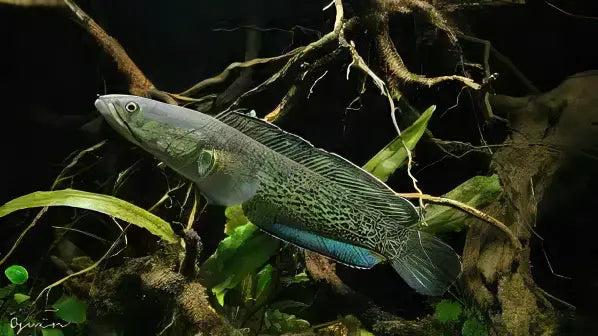 Assamese Spotted Purple Snakehead Chana Stewartii 10cm - Real Aquatics