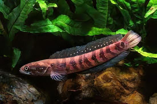Chinese Red Snakehead Channa Asiatica 10cm - Real Aquatics