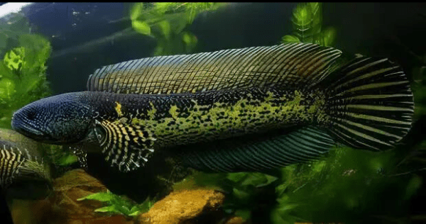Black and Gold Cobra Snakehead Chana Aurantimaculata 12cm - Real Aquatics