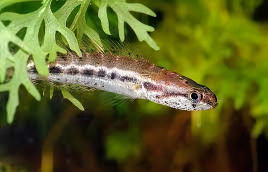 Dwarf Bangka Snakehead Channa Bankanensis 5cm - Real Aquatics