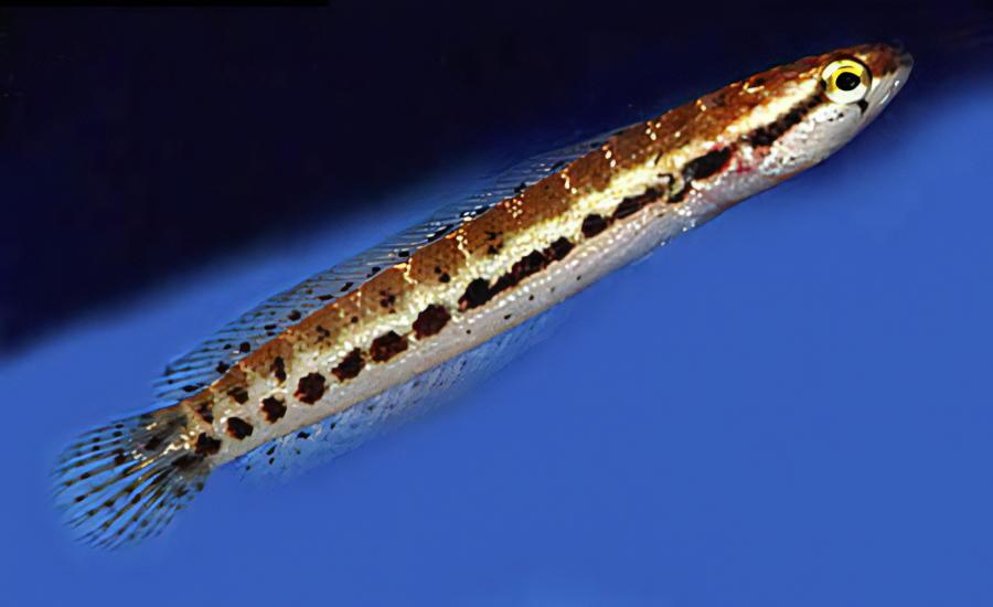 Dwarf Bangka Snakehead Channa Bankanensis 5cm - Real Aquatics