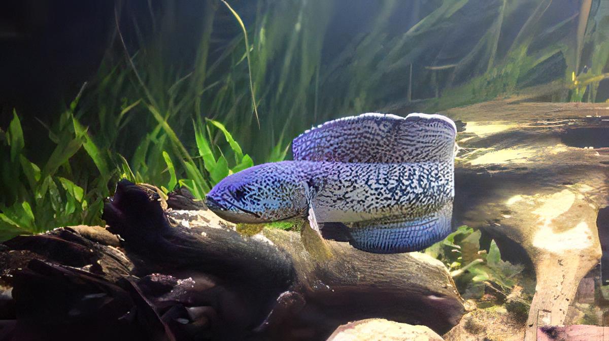 Peacock Snakehead Channa Barca - Real Aquatics