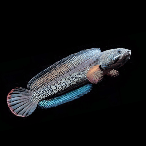 Snakehead