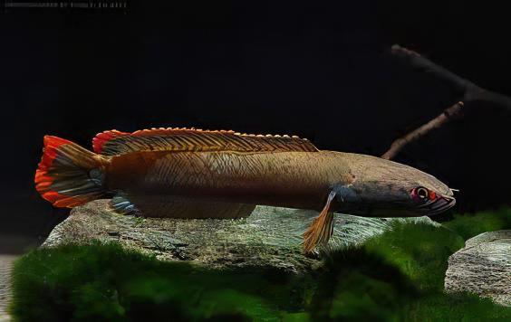 Fire and Ice Snakehead Channa Berasal Dari 12cm - Real Aquatics