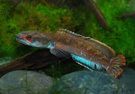 Fire and Ice Snakehead Channa Berasal Dari 12cm - Real Aquatics