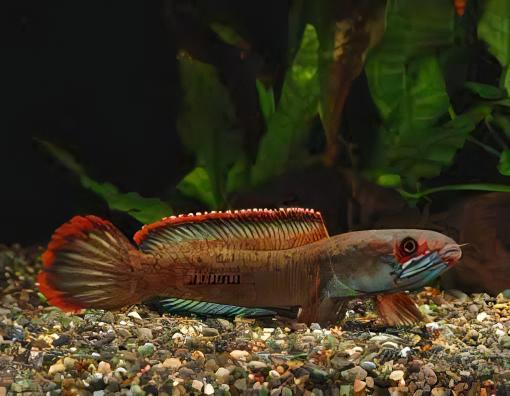 Fire and Ice Snakehead Channa Berasal Dari 12cm - Real Aquatics