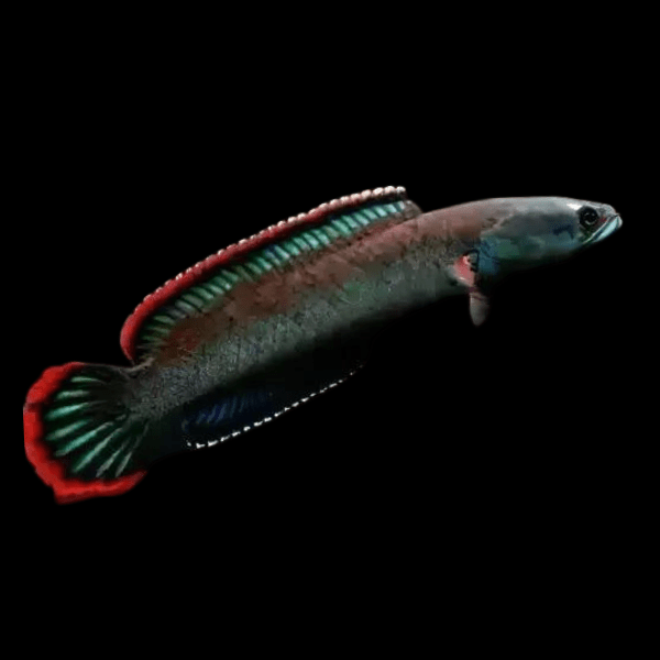 Fire and Ice Snakehead Channa Berasal Dari 12cm - Real Aquatics