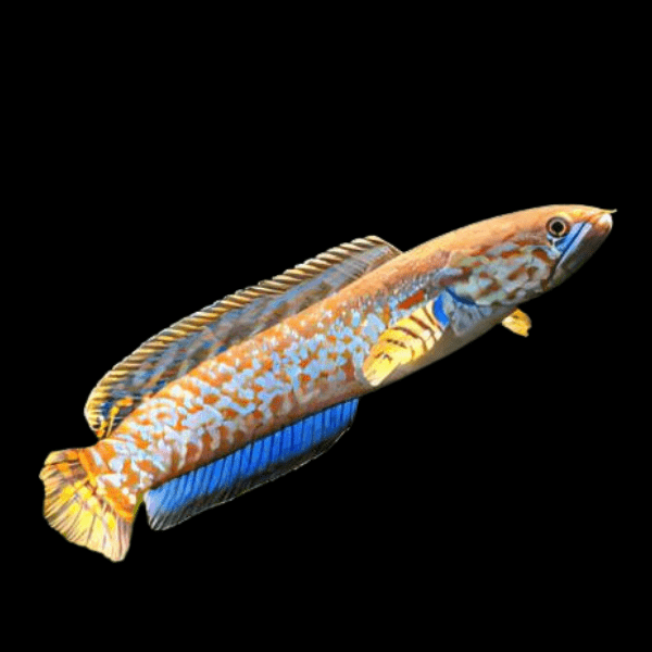 Dwarf Rainbow Snakehead Channa Bleheri 10cm - Real Aquatics