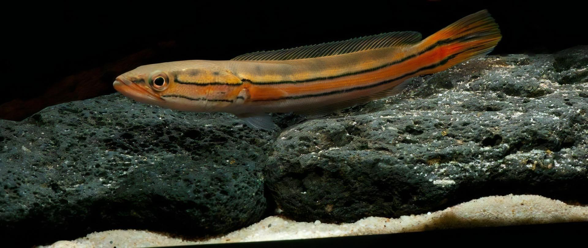 Malabar Snakehead Channa Diplogramma 10cm - Real Aquatics