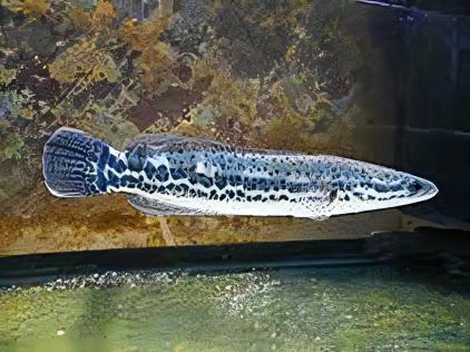 Malabar Snakehead Channa Diplogramma 10cm - Real Aquatics