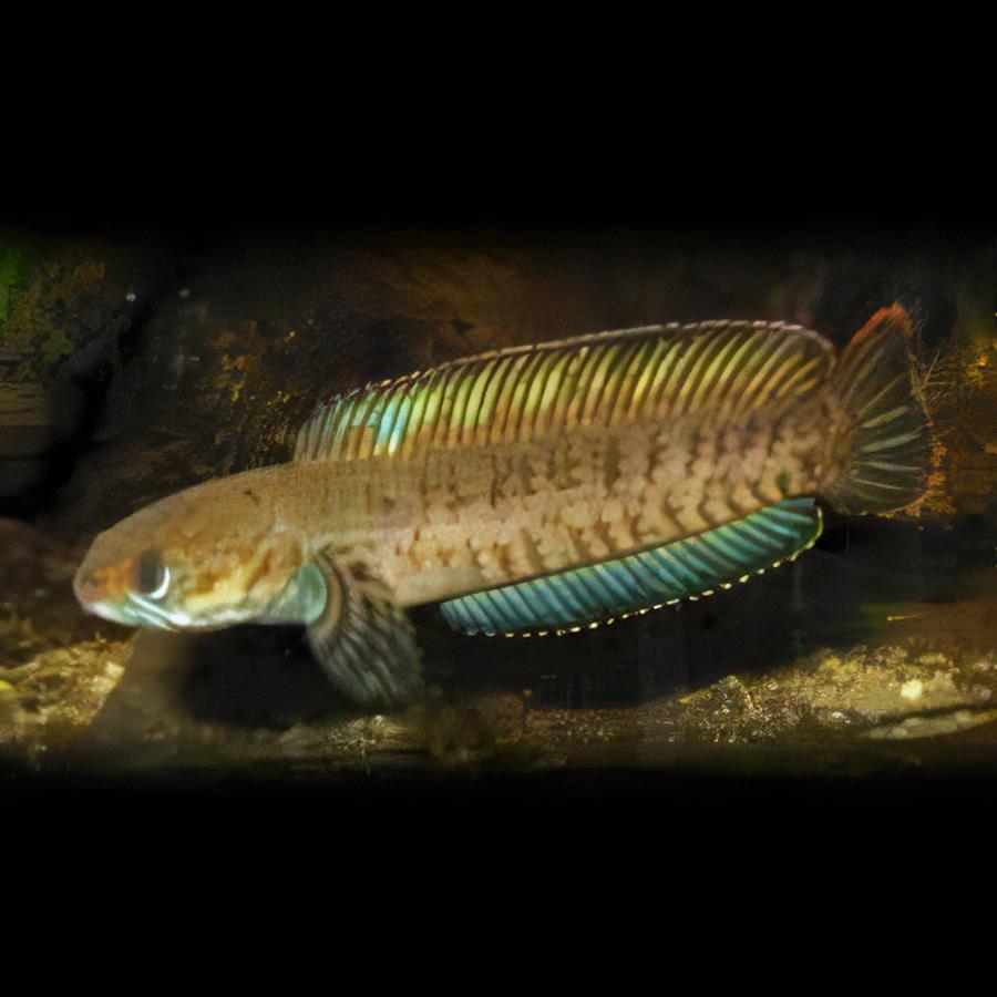 Dwarf Snakehead Channa Gachua 10cm - Real Aquatics