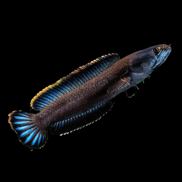 Dwarf Snakehead Channa Gachua 10cm - Real Aquatics