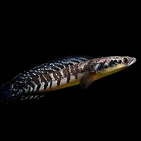 Yellow Emperor Snakehead Channa Maruliodes 10cm - Real Aquatics