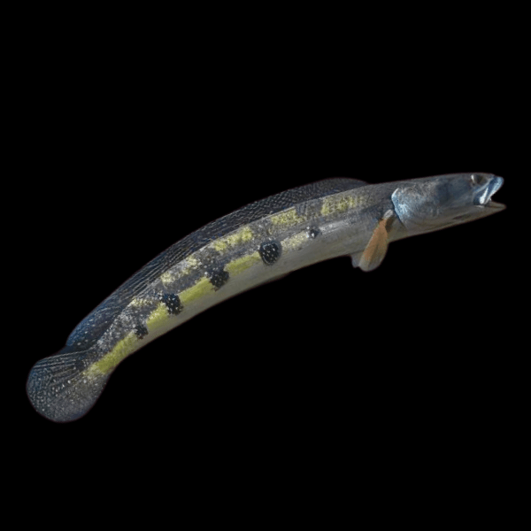 Bullseye Snakehead Channa Marulius 10cm