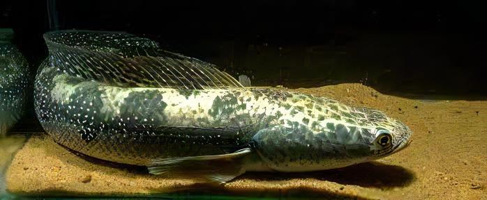 Bullseye Snakehead Channa Marulius 10cm - Real Aquatics