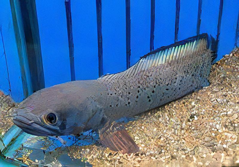 Meghalaya Leopard Snakehead Channa Pardalis 20cm - Real Aquatics