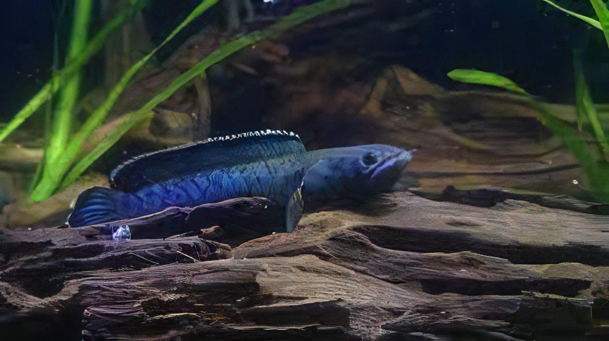 Meghalaya Leopard Snakehead Channa Pardalis 20cm - Real Aquatics