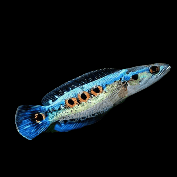 Ocellated Snakehead Channa Pleurophthalma 10cm - Real Aquatics