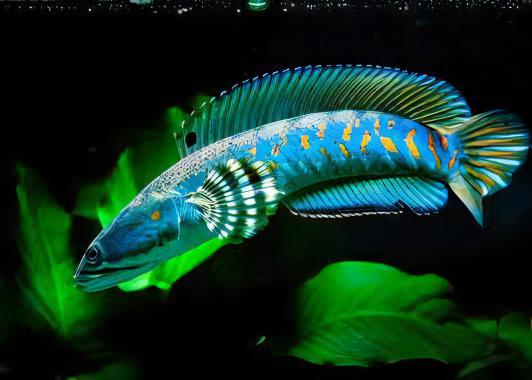 Beautiful Snakehead Channa Pulchra 10cm - Real Aquatics
