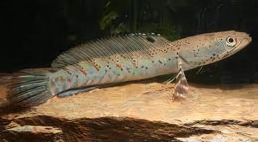 Beautiful Snakehead Channa Pulchra 10cm - Real Aquatics