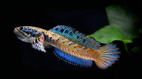 Beautiful Snakehead Channa Pulchra 10cm - Real Aquatics