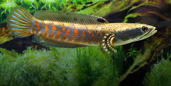 Beautiful Snakehead Channa Pulchra 10cm - Real Aquatics