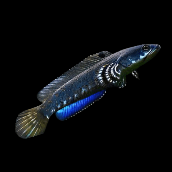 Beautiful Snakehead Channa Pulchra 10cm - Real Aquatics