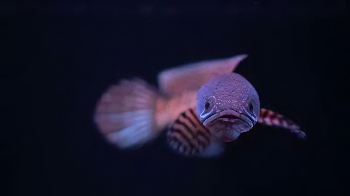 Dwarf Bengal Snakehead Channa Punctata 10cm - Real Aquatics
