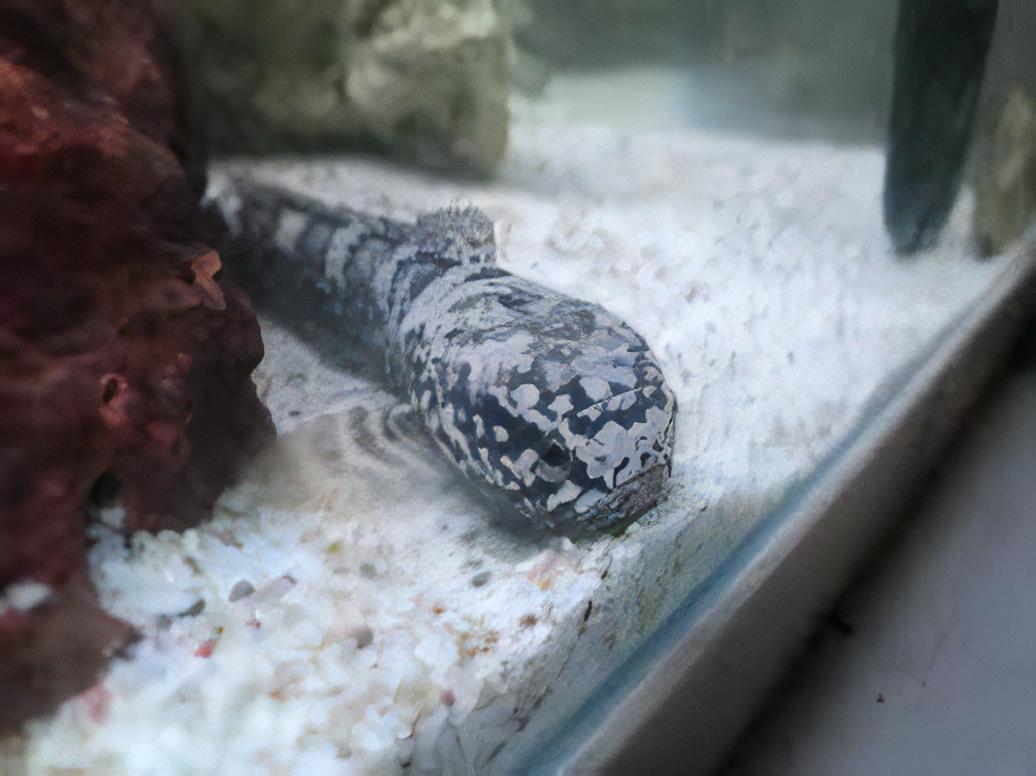 Dwarf Bengal Snakehead Channa Punctata 10cm - Real Aquatics