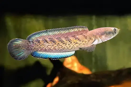 Dwarf Bengal Snakehead Channa Punctata 10cm - Real Aquatics
