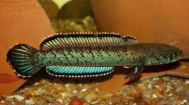 Green Emerald Snakehead Channa Royi 10cm - Real Aquatics