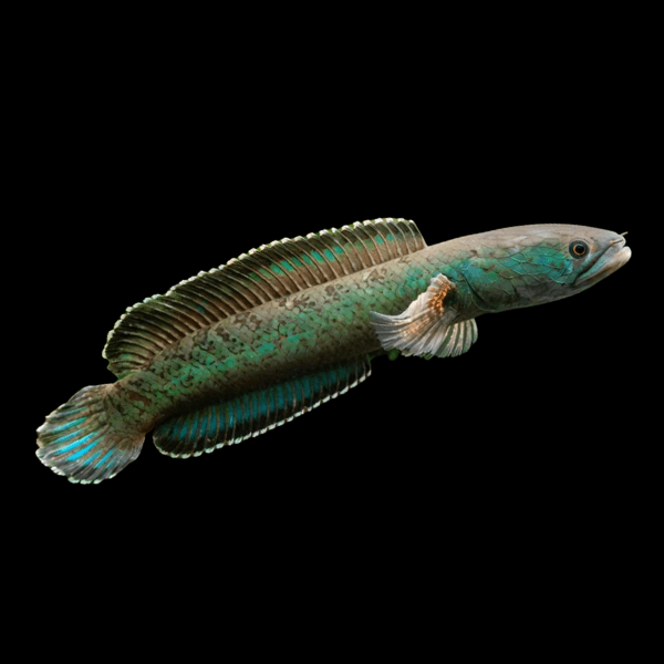 Green Emerald Snakehead Channa Royi 10cm - Real Aquatics