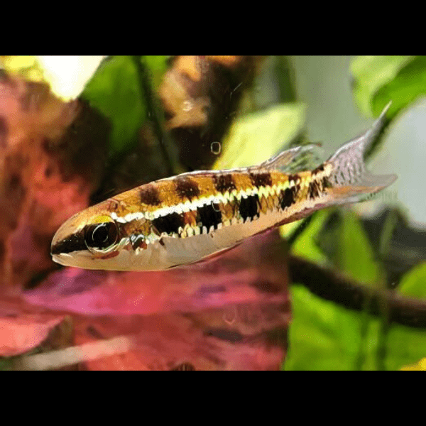 Checkerboard Cichlid Dicrossus Filamentosus 3cm - Real Aquatics