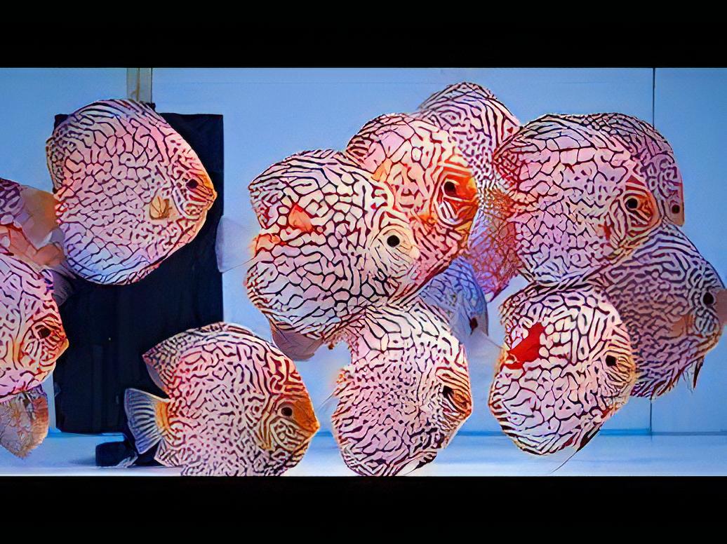 Checkerboard Discus