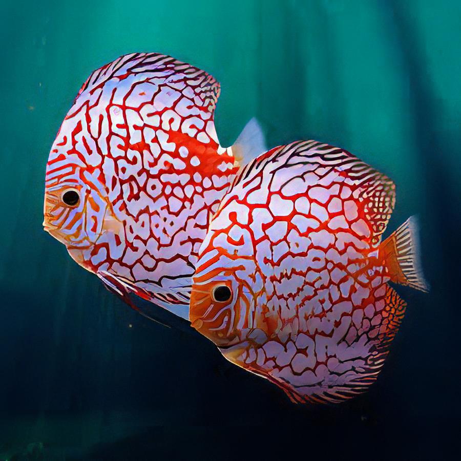 Checkerboard Discus