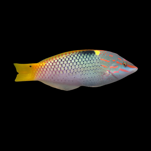 Checkerboard Wrasse Halichoeres Hortulanus - Real Aquatics